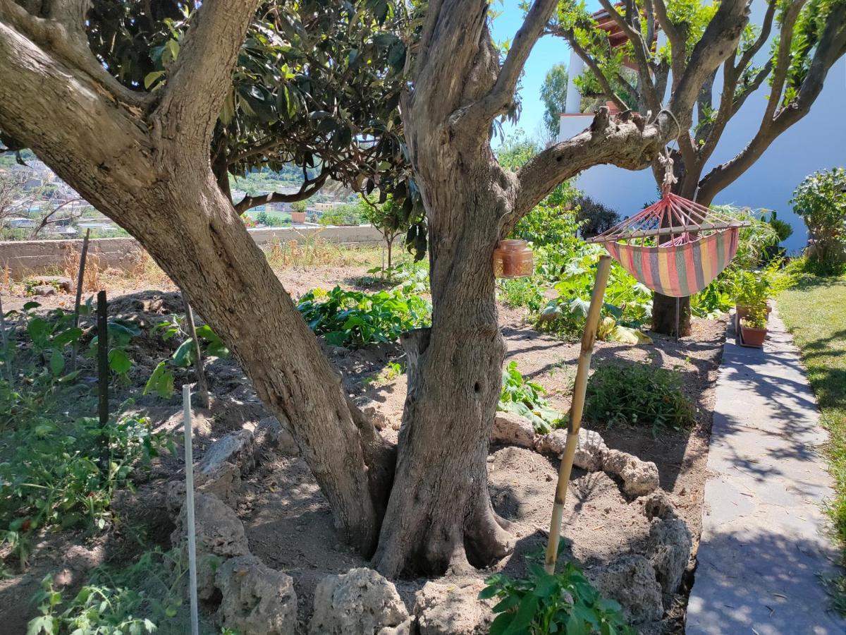 Il Giardino Apartment Barano d'Ischia Bagian luar foto